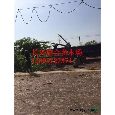 長(zhǎng)興紅梅 浙江紅梅價(jià)格/批發(fā)