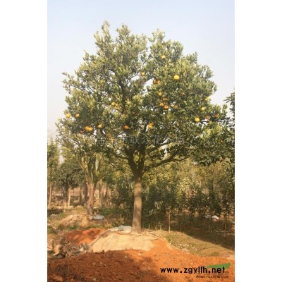 2019年浙江大小規格茶梅球P150價格680元/茶花樹/茶梅價格基地 新報價