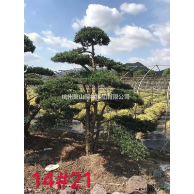 浙江叢生樸樹價格，叢生樸樹供應價格/報價