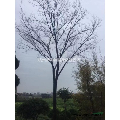浙江供應造型羅漢松造型優美，造型羅漢松大量供應