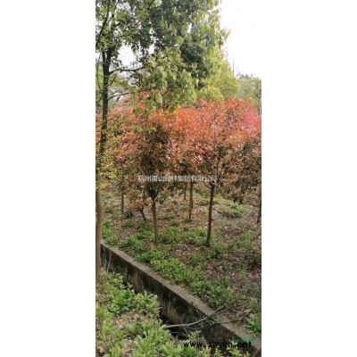 浙江供應重陽木規格*，重陽木哪里買哪里價格便宜？
