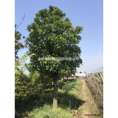 金華造型樹介紹 金華造型樹價格/供應