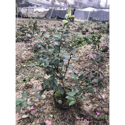 大小規格金華地區供應造型黑松/黑松價格/一手貨源黑松供應基地 圖片/大小規格金華地區供應造型黑松/黑松價格/一手貨源黑松供應基地