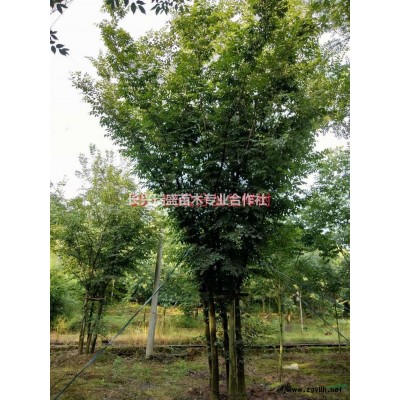 浙江長興35-65公分叢生櫸樹報價/叢生櫸樹價格優惠