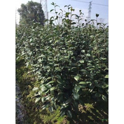 浙江地區常年供應茶花，茶花價格，茶花報價