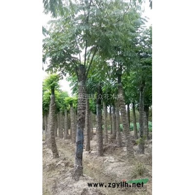 金華紅葉石楠價格2.7元一株1年苗