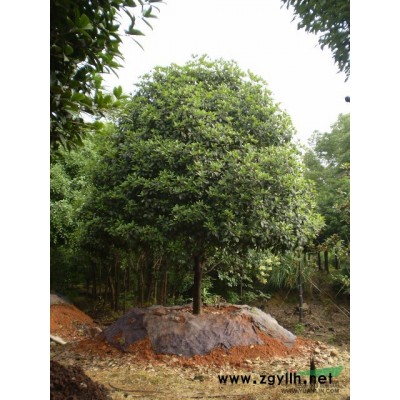 浙江優質特價構骨球P150價格230元/金華構骨價格/金華專做綠籬苗商家產地直銷 批發/供應