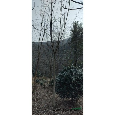 浙江大小規格梔子花價格1.5元起/梔子花小苗/金華梔子花行情基地 哪里好/哪家便宜