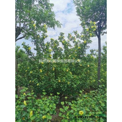 大小規格叢生樸樹基地，叢生樸樹批發供應，叢生樸樹產地直銷