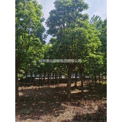 優質特價造型羅漢松產地直銷