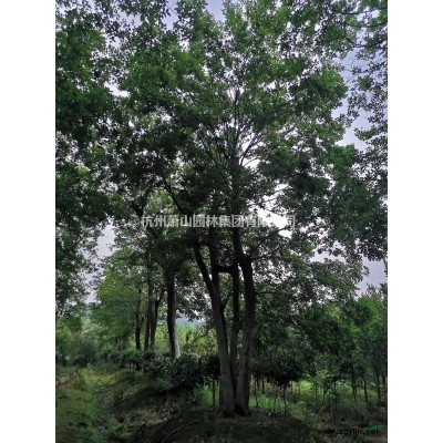 重陽木基地直供，重陽木工程苗，大小規格重陽木批發供應