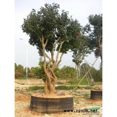 浙江造型羅漢松2*新報價/造型羅漢松2圖片