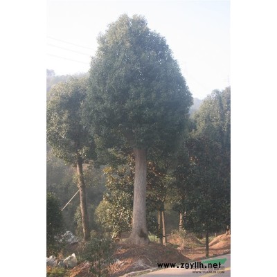 金華紅葉石楠介紹 金華紅葉石楠價(jià)格/批發(fā)