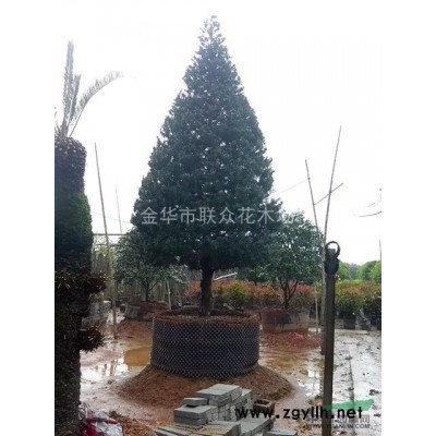 2019年金華紅葉石楠價格/基地