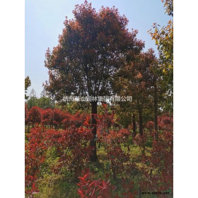 杭州樸樹基地直供  價格實惠