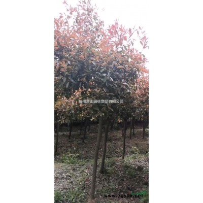 香樟精品苗，大香樟，香樟工程苗，香樟價格，香樟小苗