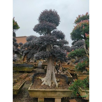 金華造型樹技術 金華造型樹基地/批發