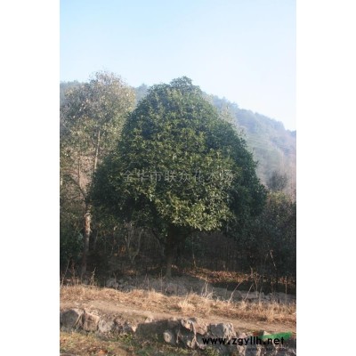 金華容器苗種類 金華容器苗價格/供應