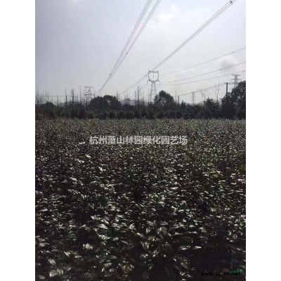 叢生紫薇大量供應，叢生紫薇質優價美基地直供