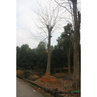 金華容器苗 金華容器苗價格/批發