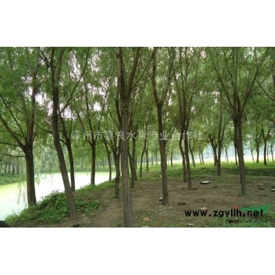農(nóng)戶大量直銷3-5雞爪槭