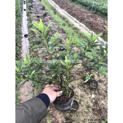 什么是色塊苗 金華色塊苗價格/批發