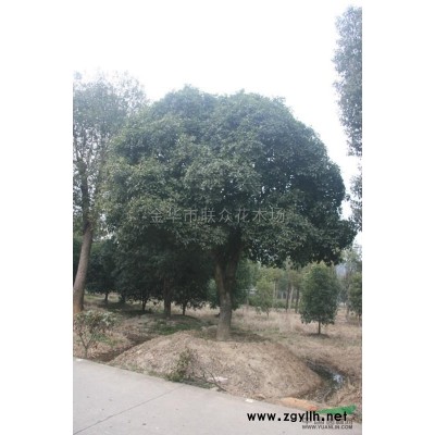 浙江供應優質特價羅漢松/金華造型羅漢松產地直銷/造型羅漢松無中介 規格*