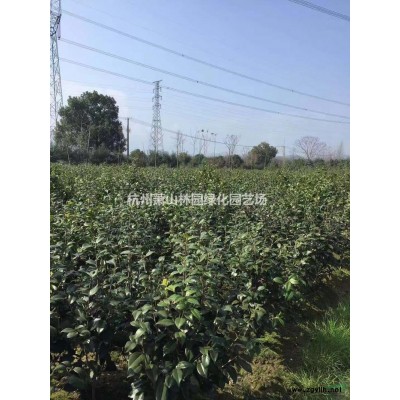 杭州大型樸樹基地，提供各種大小規格樸樹