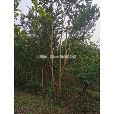 優質特價樸樹 杭州產地直銷