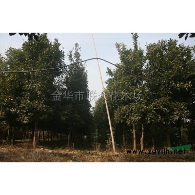 金華紅葉石楠價格3元一株