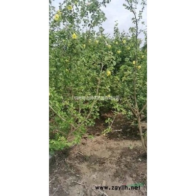 杭州叢生樸樹基地，量大從優
