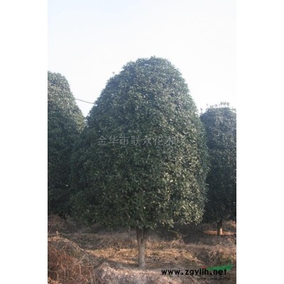 古茶樹 供應(yīng)/古茶樹 圖片
