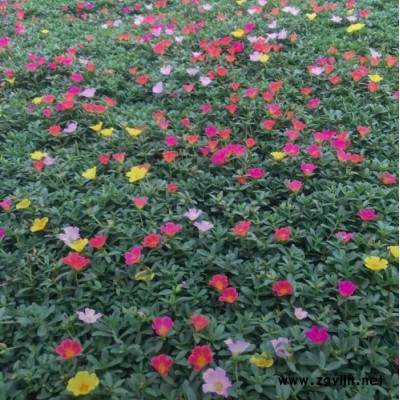 東輝花卉  太陽花  多色 觀賞花  花卉苗木  花壇用花  苗圃直發 歡迎詢價