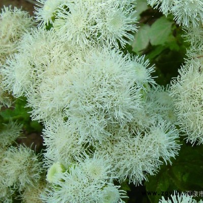 供應(yīng)**景觀綠化、花壇綠化種子、大花霍香薊 何氏勝紅薊 種子