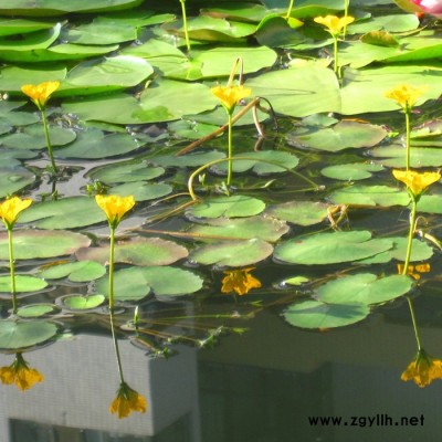 荇菜，大量出售水景佳品荇菜苗，江蘇沭陽富春園林基地大量現貨供應出售，價格低 品種優 成活率高，歡迎前來實地考察采購批發