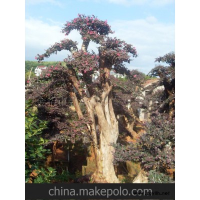 批量供應(yīng)紅花繼木盆景