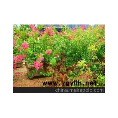 供應(yīng)紫薇樹樁盆景