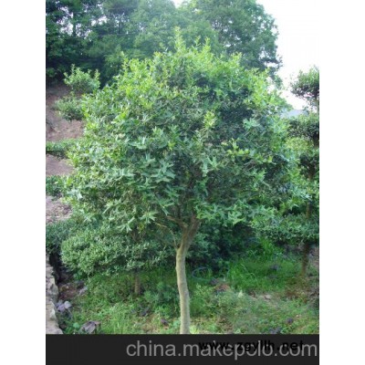 供應(yīng)湖南枸骨 枸骨球 枸骨樹 枸骨造型盆景