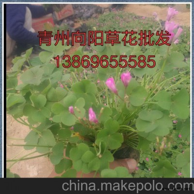 甘肅婆婆納繁育基地-向陽(yáng)園藝供應(yīng)