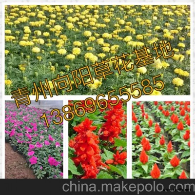 雛菊種植基地批發(fā)價(jià)格薄利多銷