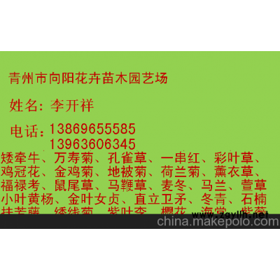 威海紅葉小檗繁育基地-向陽園藝供應(yīng)