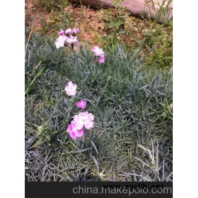 石竹 地被石竹 常夏石竹 供應(yīng)宿根花卉價格