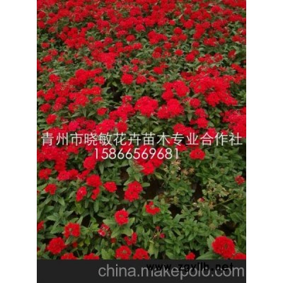 供應(yīng)宿根花卉價格 山東青州宿根花卉種植基地