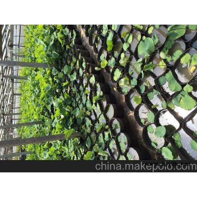供應(yīng)水生植物價格 山東水生植物種植基地