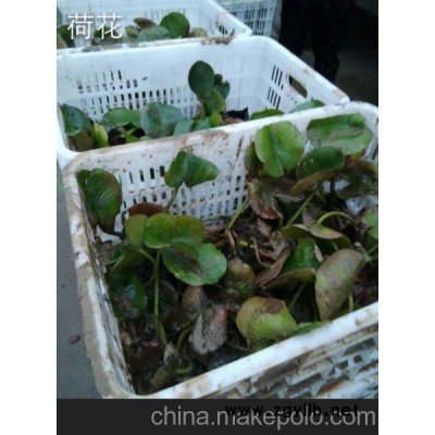 供應(yīng)基地綠化水生植物