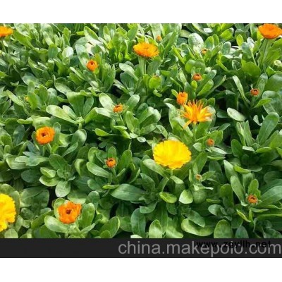 供應八寶景天價格 青州花卉市場