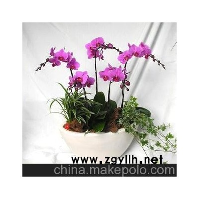 供應盆景盆栽、環保、美觀、創意的無土室內觀花植物
