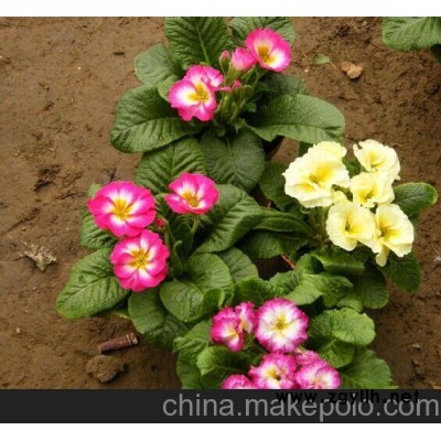 春節(jié)時令花卉報春花 春節(jié)花卉報春花 報春花