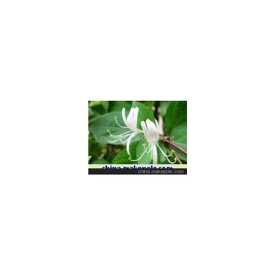 金銀花(圖)