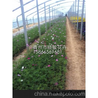 山東青州宿根花卉種植基地 宿根花卉批發(fā)